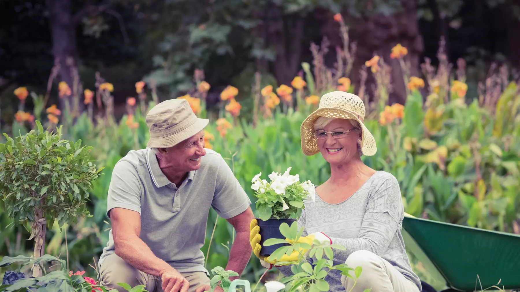 Senior man and woman gardening with many flowerpots .  Homme et femme seniors jardinant avec de nombreux pots de fleurs 