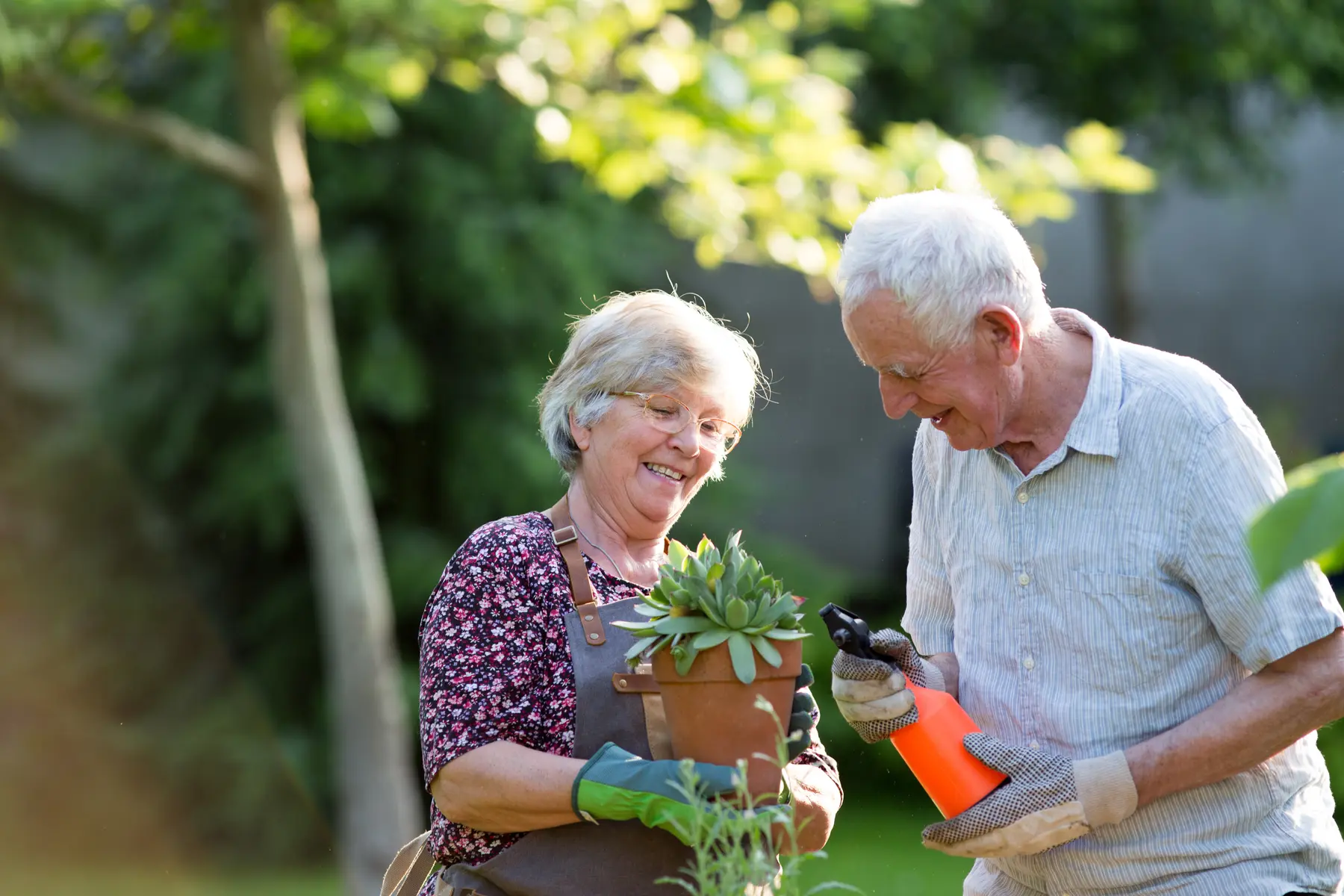 Senior couple potting plants / Un couple de personnes âgées en train de rempoter des plantes