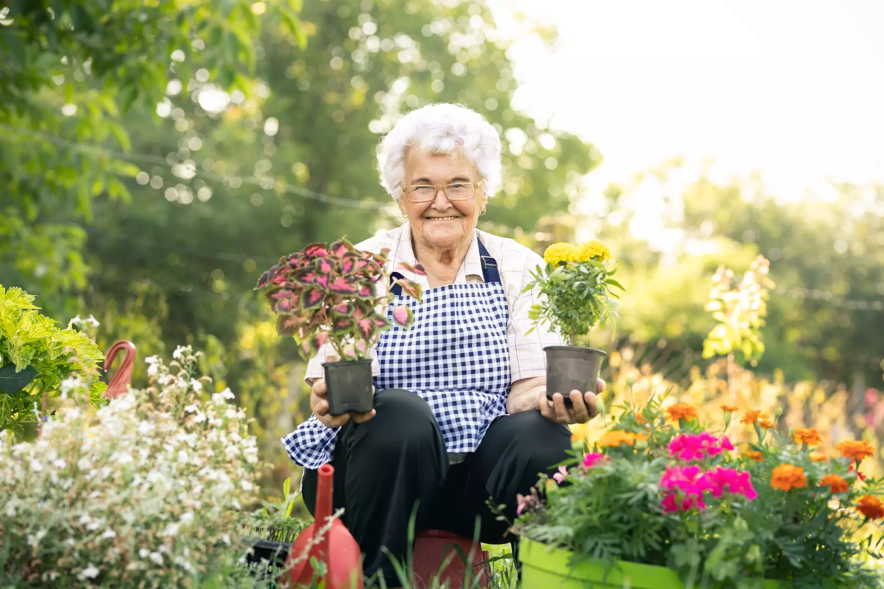 Senior woman holding her flowers in garden. Senior gardener cutting takin care of flowers. Gardening concept